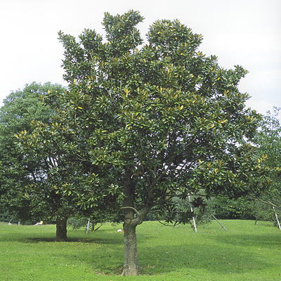 広葉樹 - Broad-leaved Tree - Japaneseclass.jp